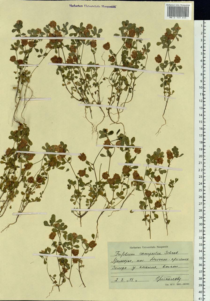 Trifolium campestre Schreb., Siberia, Russian Far East (S6) (Russia)