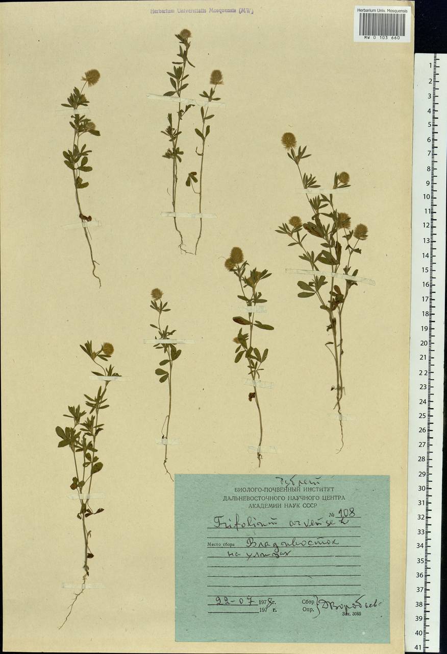 Trifolium arvense L., Siberia, Russian Far East (S6) (Russia)