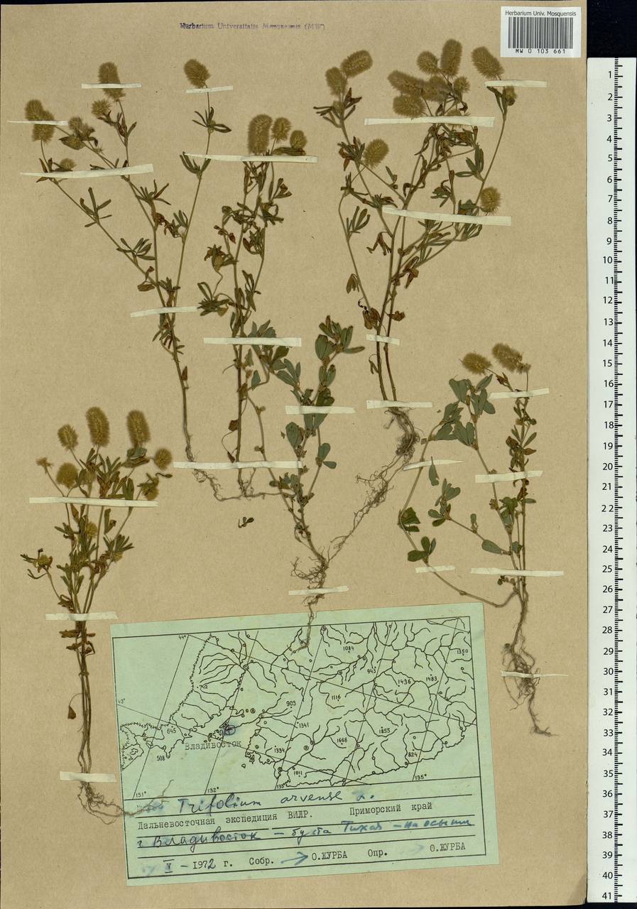 Trifolium arvense L., Siberia, Russian Far East (S6) (Russia)