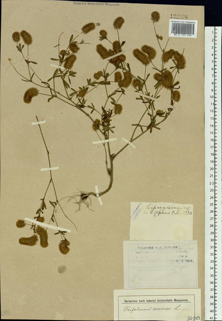 Trifolium arvense L., Siberia, Altai & Sayany Mountains (S2) (Russia)
