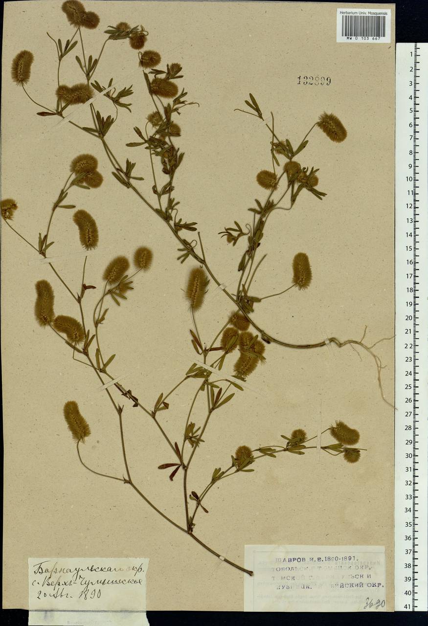 Trifolium arvense L., Siberia, Altai & Sayany Mountains (S2) (Russia)