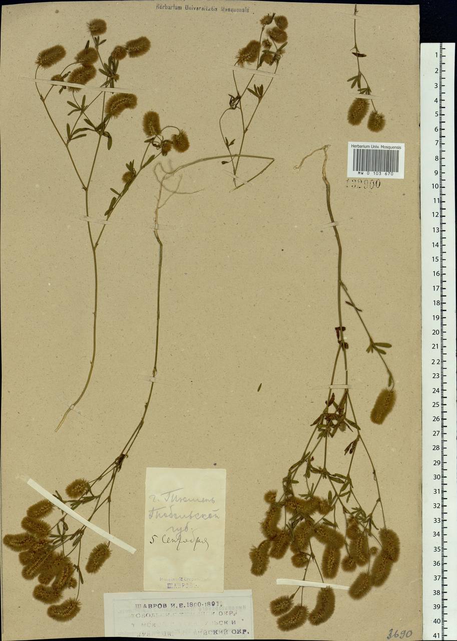 Trifolium arvense L., Siberia, Western Siberia (S1) (Russia)