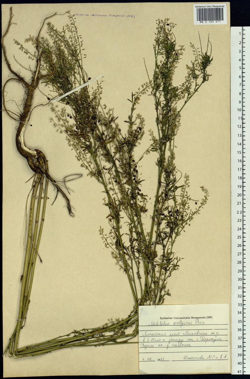 Melilotus wolgicus Poir., Siberia, Altai & Sayany Mountains (S2) (Russia)
