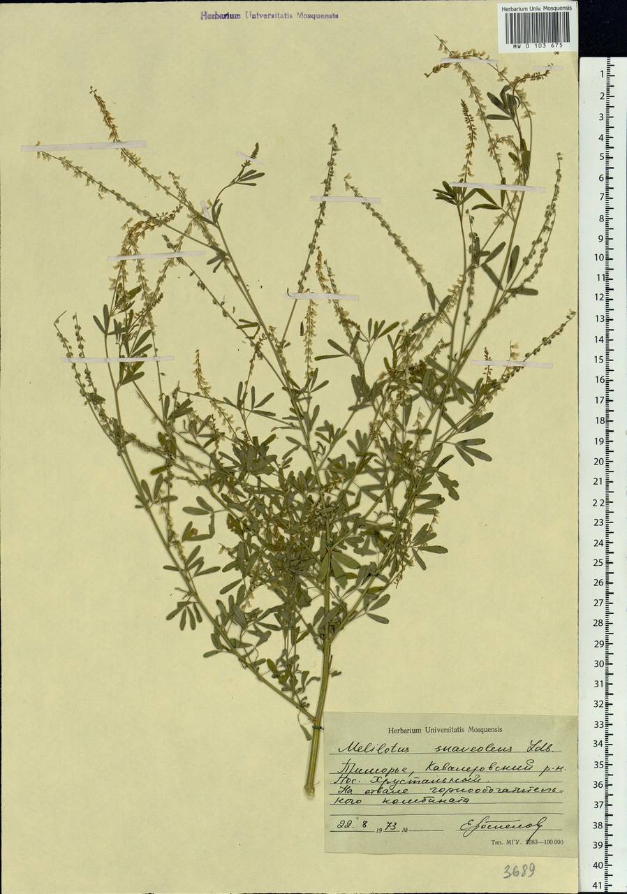 Melilotus suaveolens Ledeb., Siberia, Russian Far East (S6) (Russia)