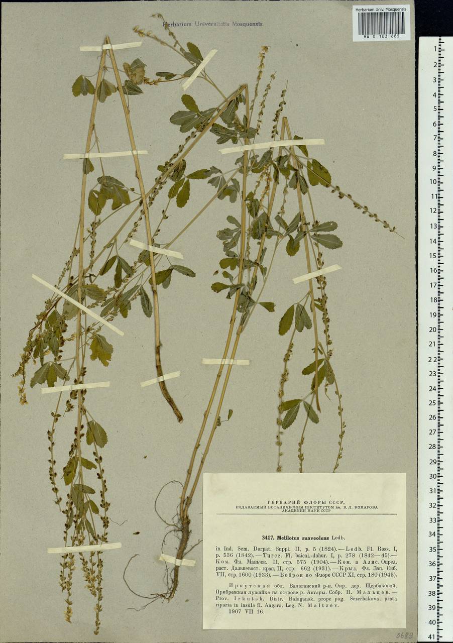Melilotus suaveolens Ledeb., Siberia, Baikal & Transbaikal region (S4) (Russia)