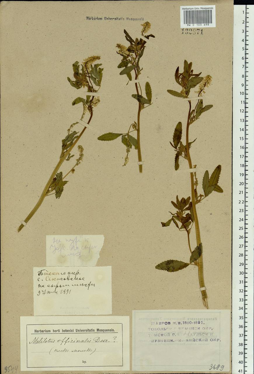 Melilotus officinalis (L.) Lam., Siberia, Western (Kazakhstan) Altai Mountains (S2a) (Kazakhstan)