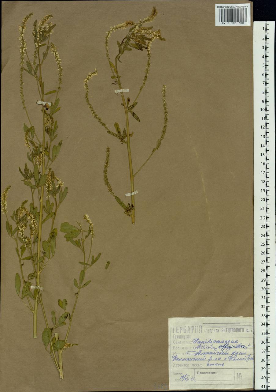 Melilotus officinalis (L.) Lam., Siberia, Altai & Sayany Mountains (S2) (Russia)