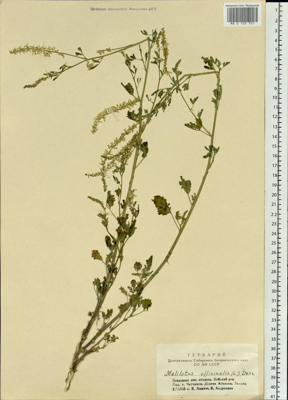 Melilotus officinalis (L.)Pall., Siberia, Altai & Sayany Mountains (S2) (Russia)