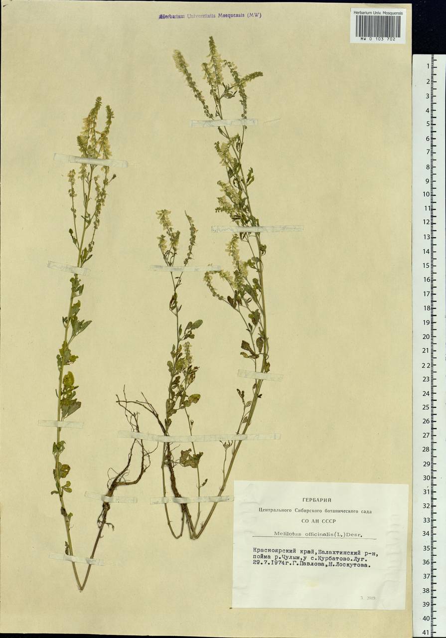 Melilotus officinalis (L.) Lam., Siberia, Altai & Sayany Mountains (S2) (Russia)