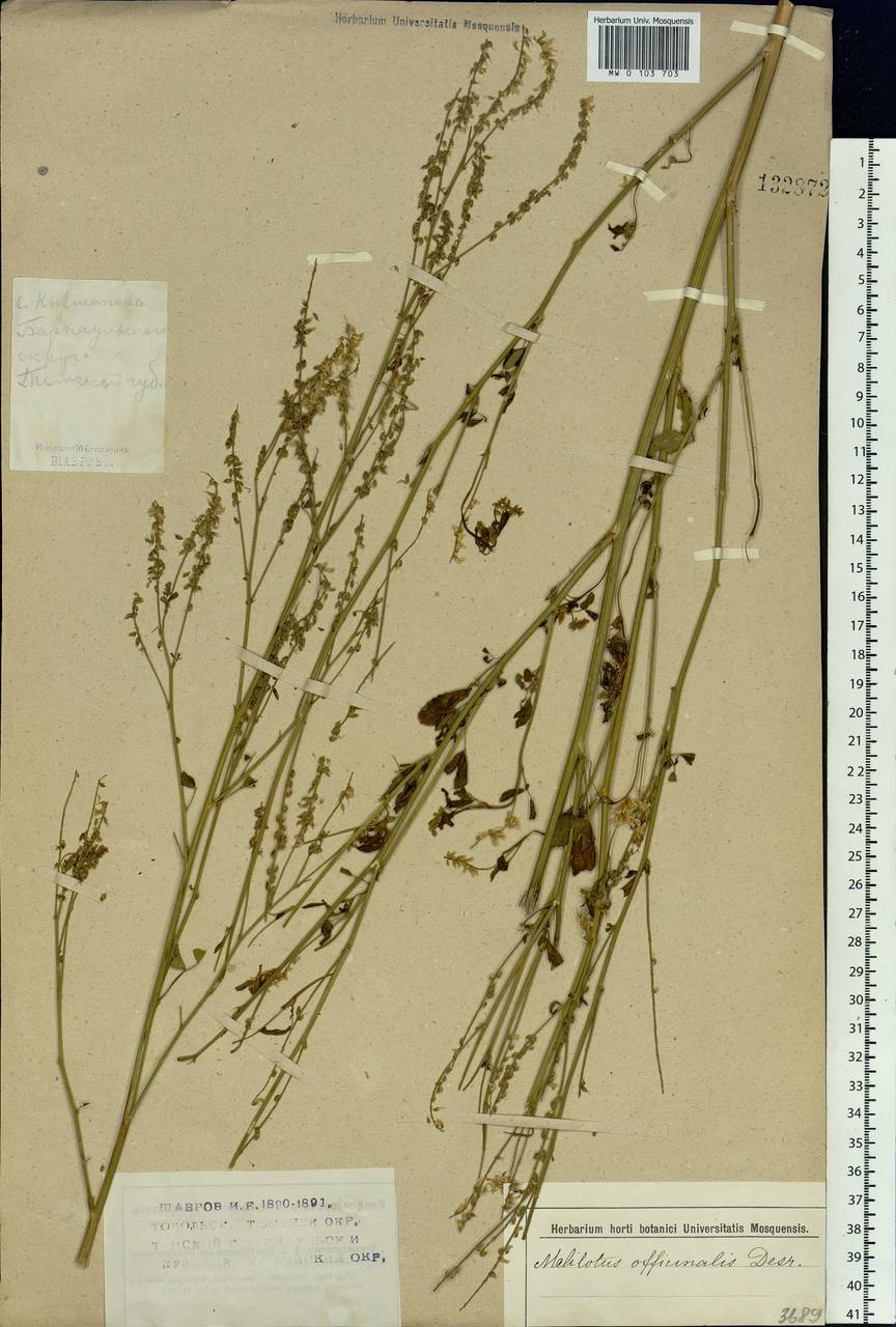 Melilotus officinalis (L.)Pall., Siberia, Altai & Sayany Mountains (S2) (Russia)