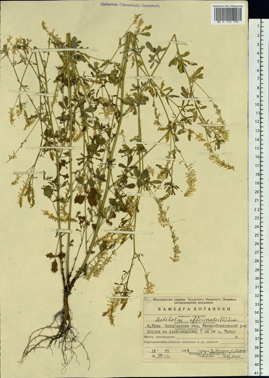 Melilotus officinalis (L.) Lam., Eastern Europe, Eastern region (E10) (Russia)