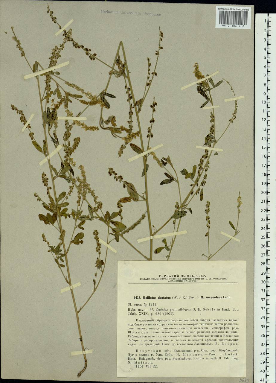 Melilotus dentatus (Waldst. & Kit.) Desf., Siberia, Baikal & Transbaikal region (S4) (Russia)