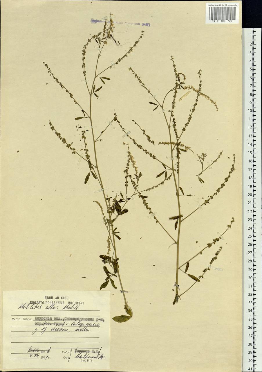 Melilotus albus Medik., Siberia, Russian Far East (S6) (Russia)