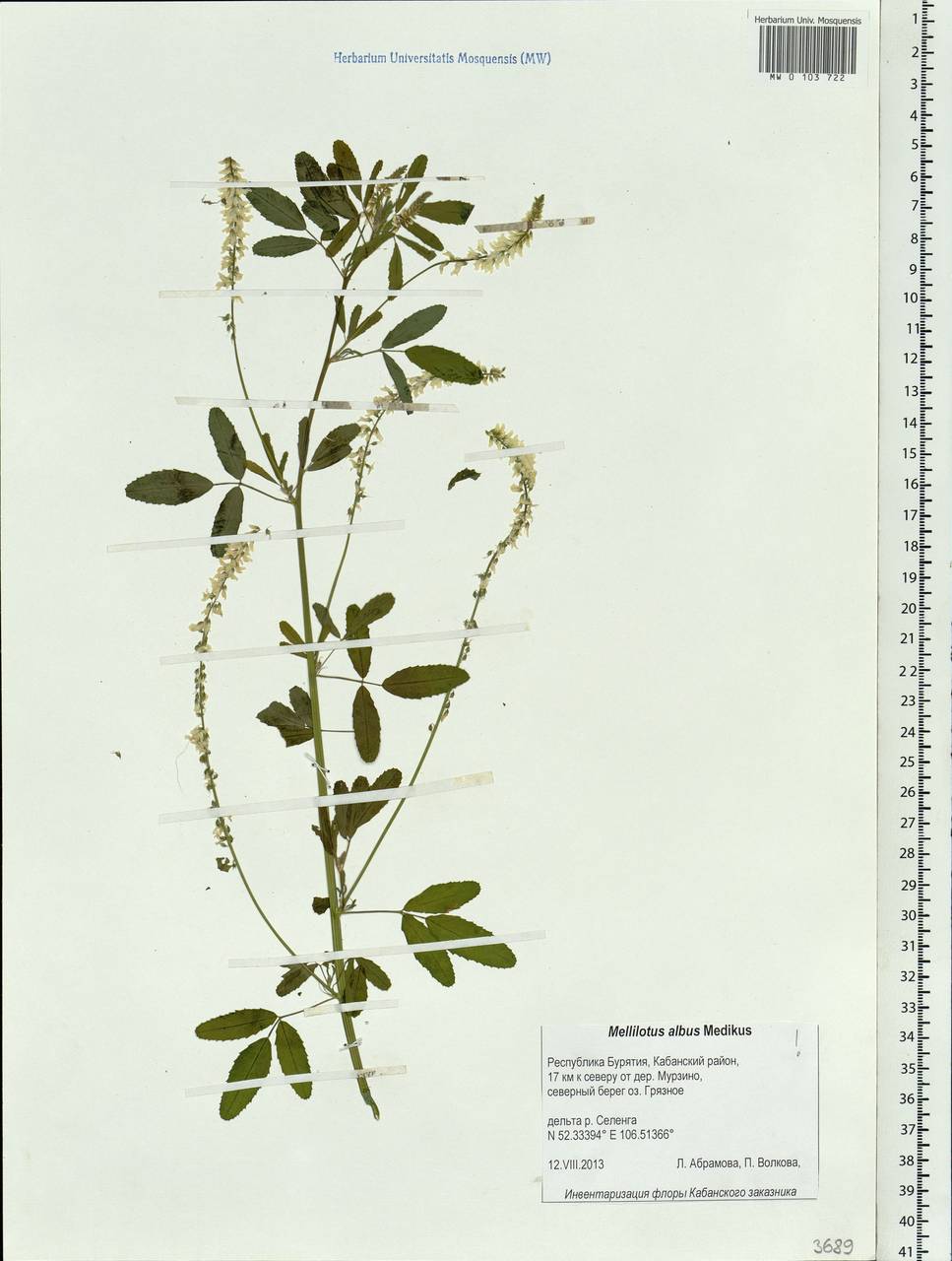 Melilotus albus Medik., Siberia, Baikal & Transbaikal region (S4) (Russia)