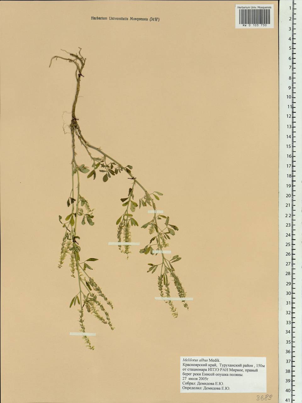 Melilotus albus Medik., Siberia, Central Siberia (S3) (Russia)