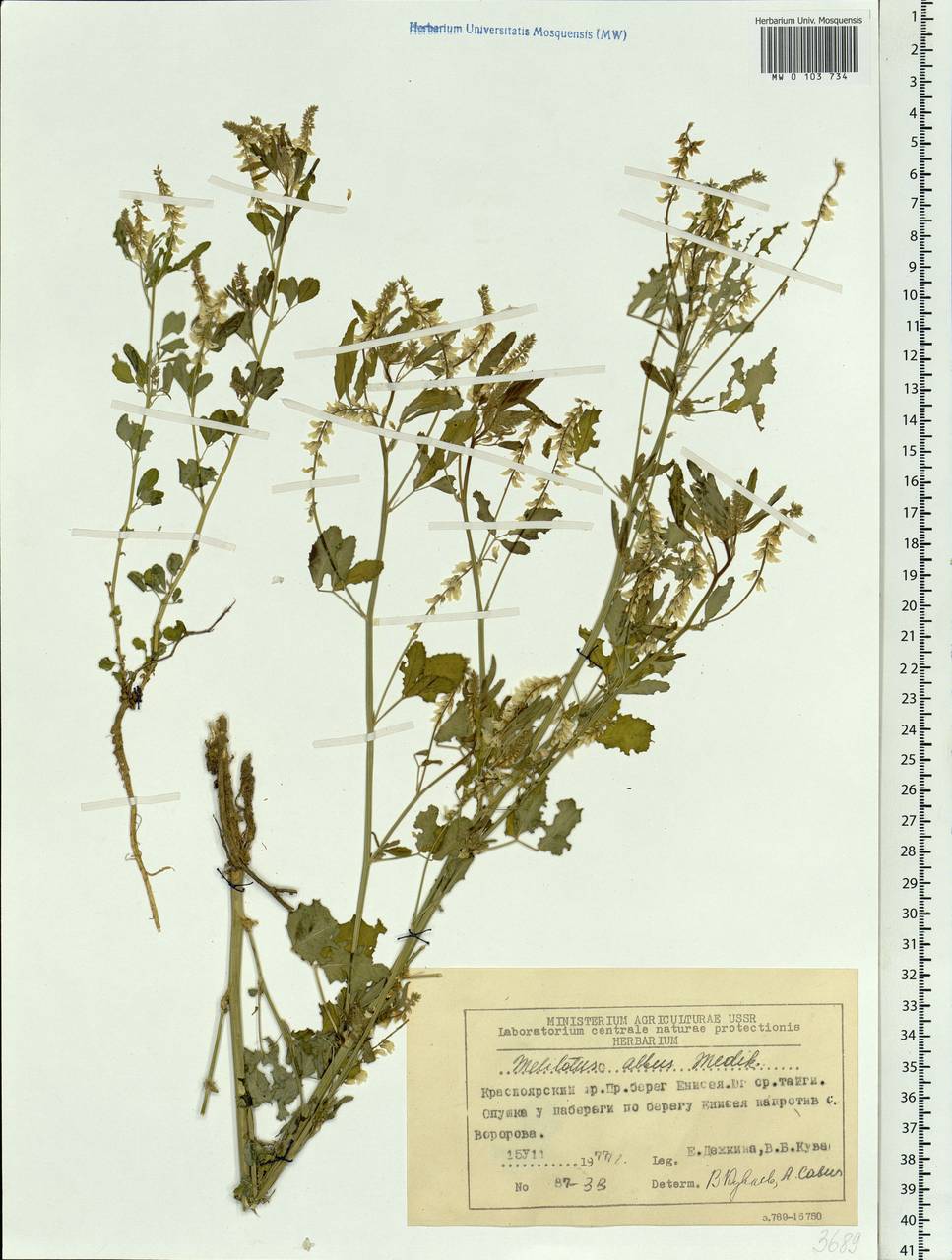 Melilotus albus Medik., Siberia, Central Siberia (S3) (Russia)