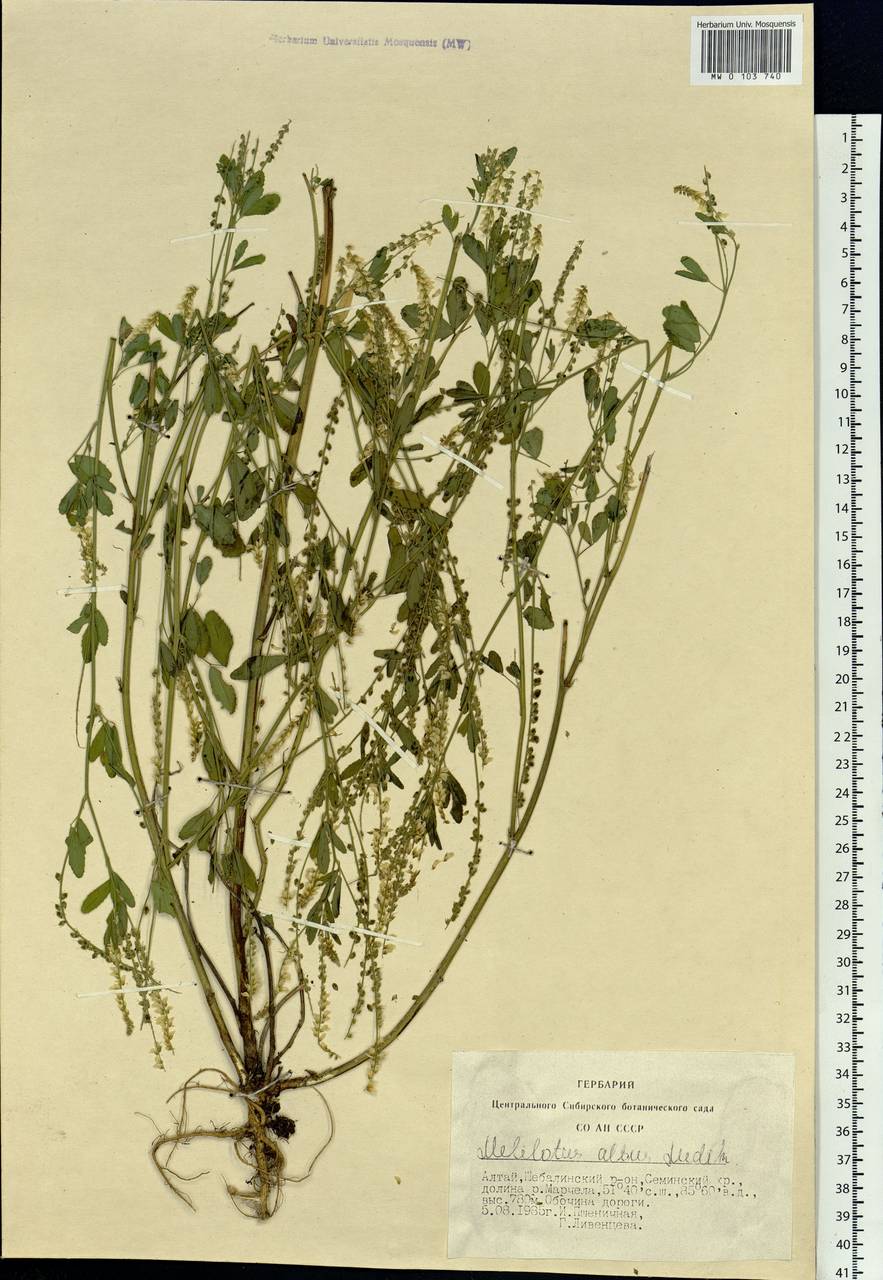 Melilotus albus Medik., Siberia, Altai & Sayany Mountains (S2) (Russia)