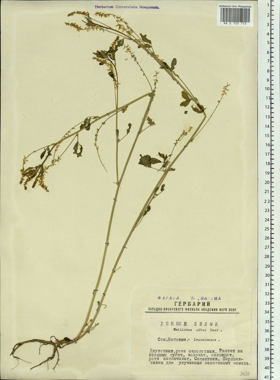 Melilotus albus Medik., Siberia, Western Siberia (S1) (Russia)