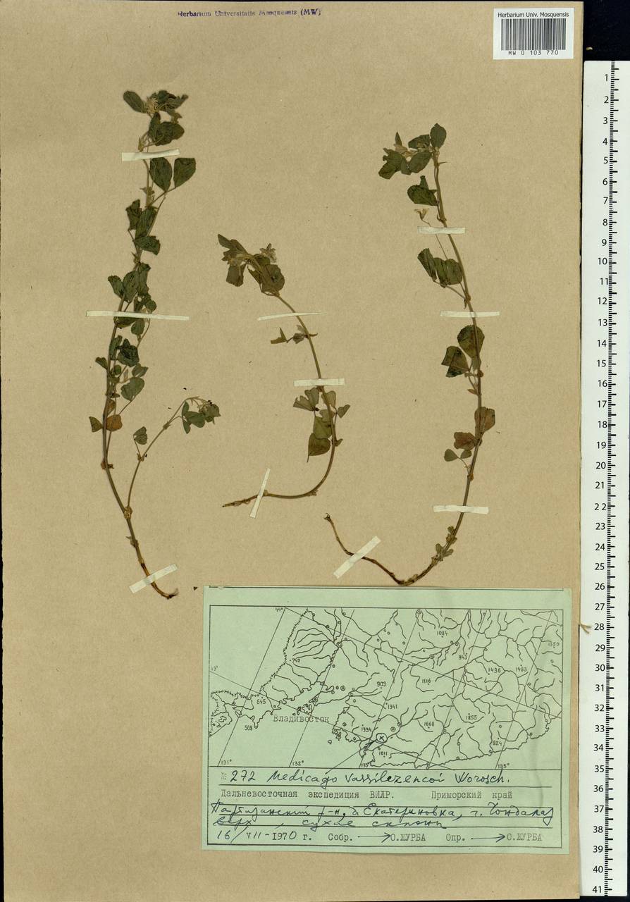 Trigonella schischkinii Vassilcz., Siberia, Russian Far East (S6) (Russia)
