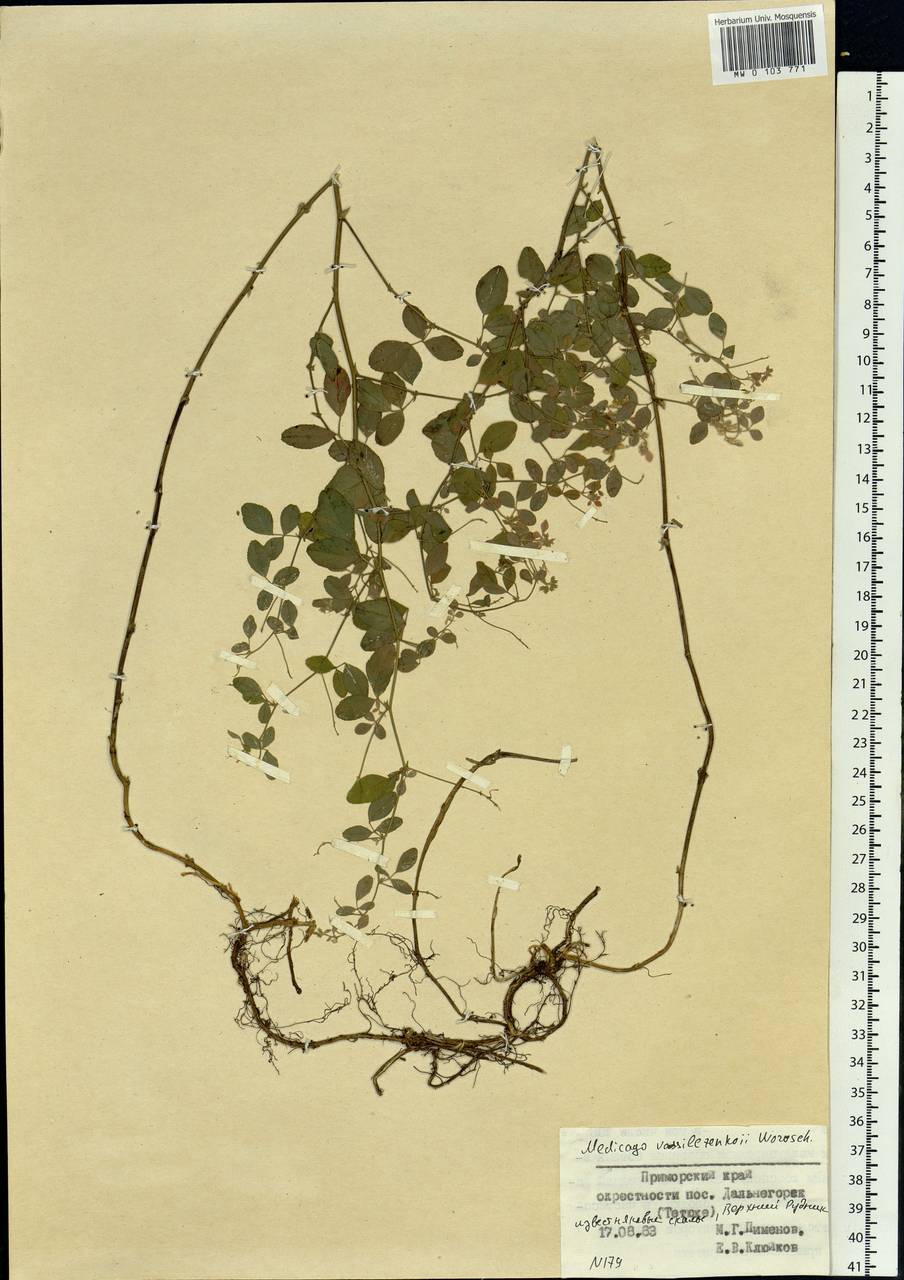 Trigonella schischkinii Vassilcz., Siberia, Russian Far East (S6) (Russia)