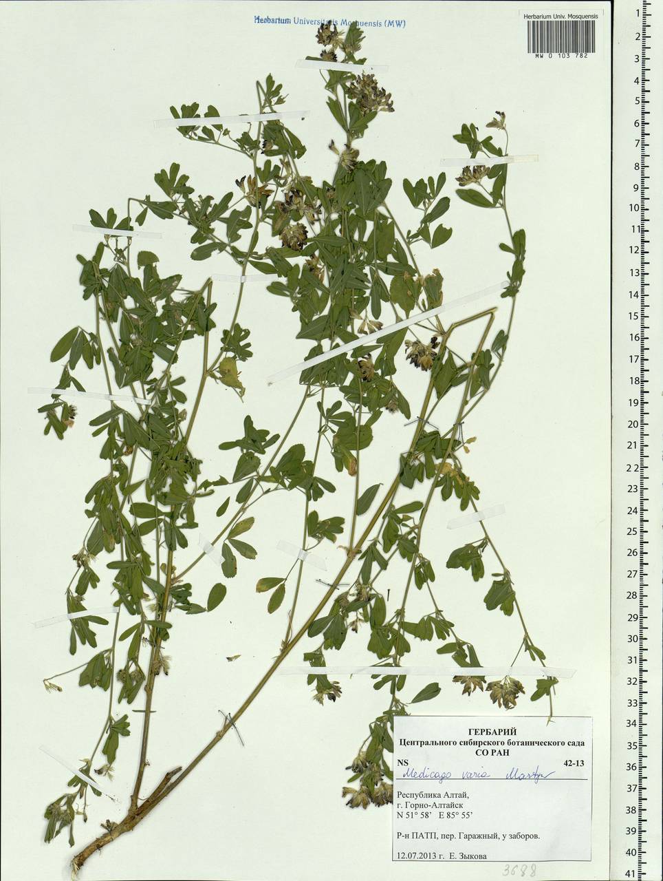 Medicago × varia Martyn, Siberia, Altai & Sayany Mountains (S2) (Russia)