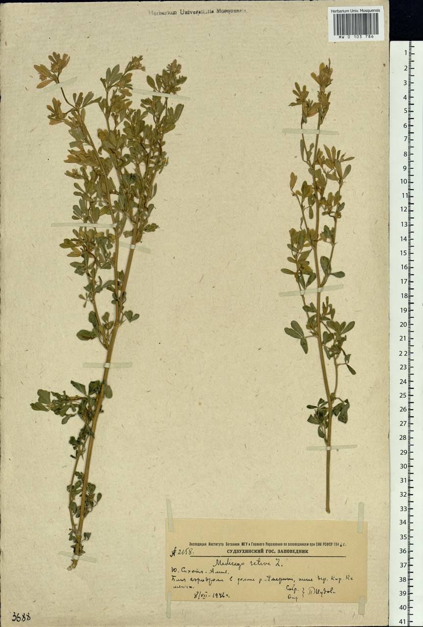 Medicago sativa L., Siberia, Russian Far East (S6) (Russia)