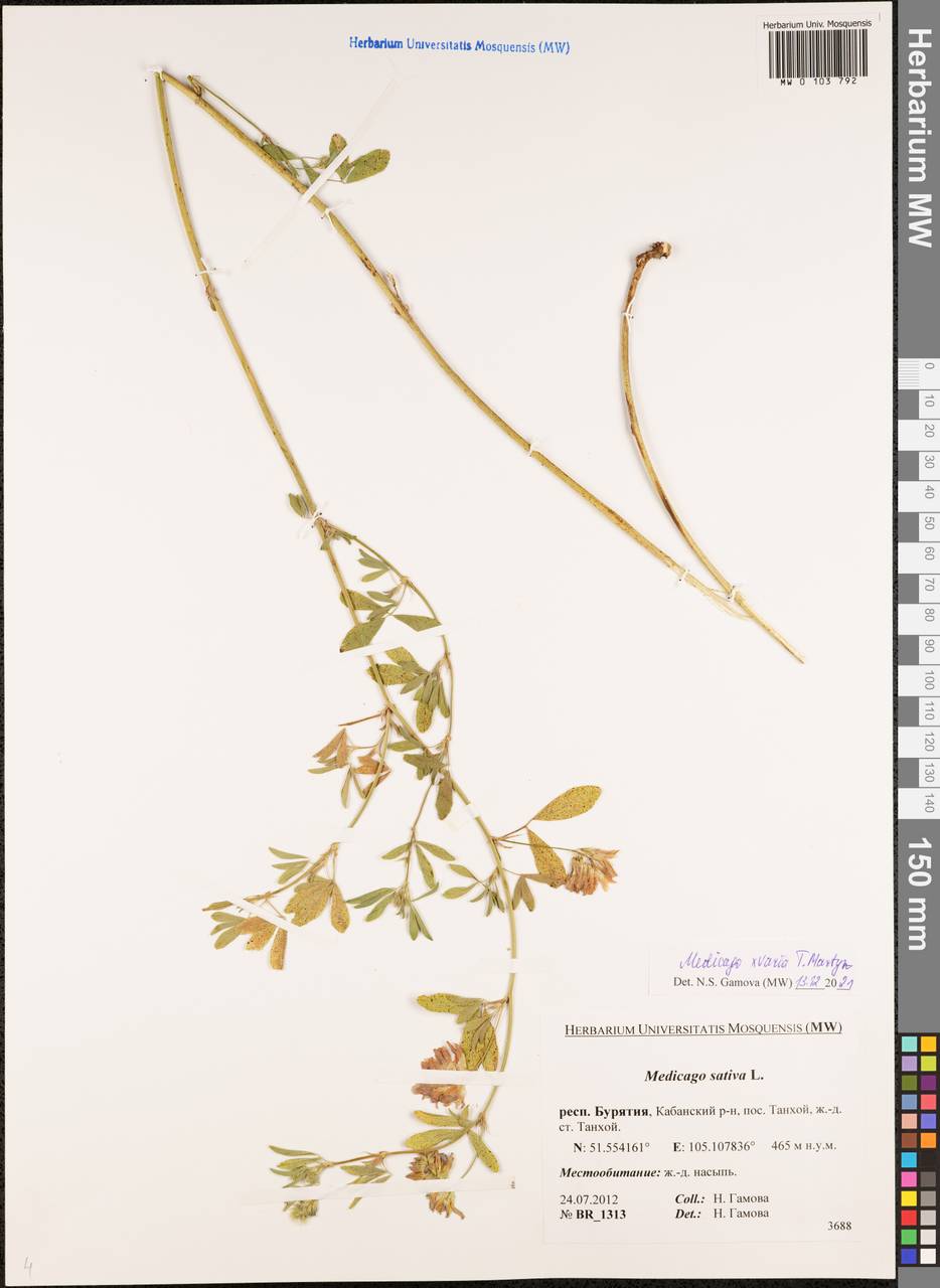 Medicago × varia Martyn, Siberia, Baikal & Transbaikal region (S4) (Russia)