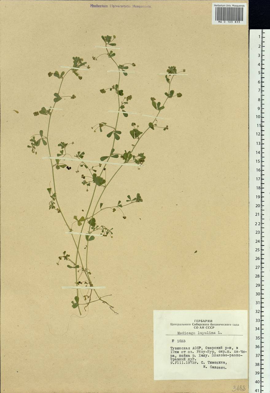 Medicago lupulina L., Siberia, Altai & Sayany Mountains (S2) (Russia)