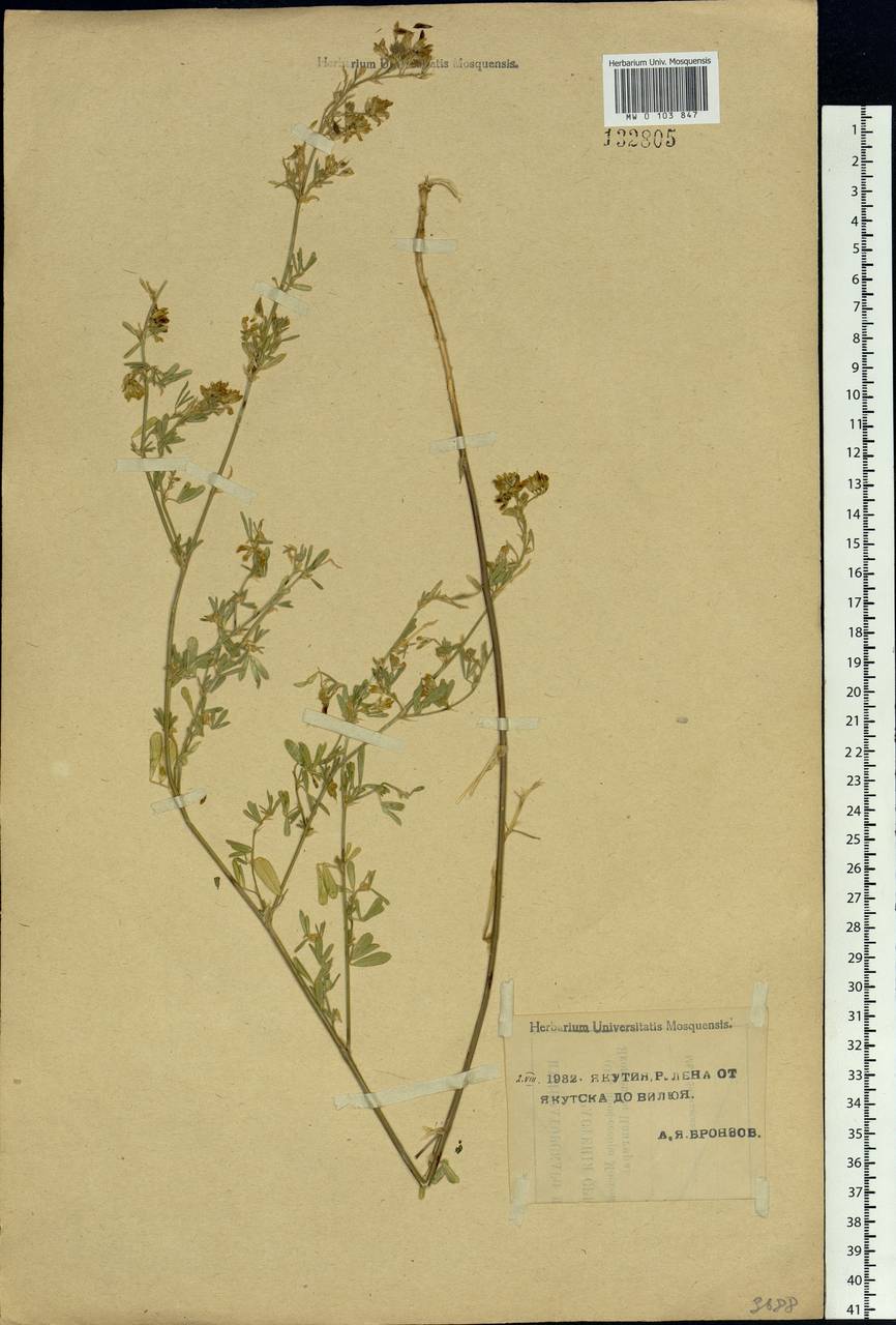Medicago falcata L., Siberia, Yakutia (S5) (Russia)