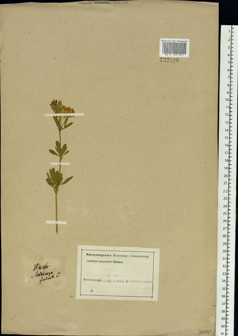 Medicago falcata L., Siberia, Altai & Sayany Mountains (S2) (Russia)