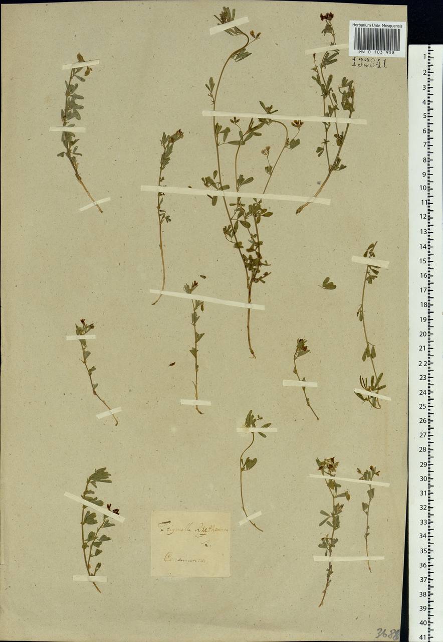 Medicago ruthenica (L.) Trautv., Siberia, Baikal & Transbaikal region (S4) (Russia)