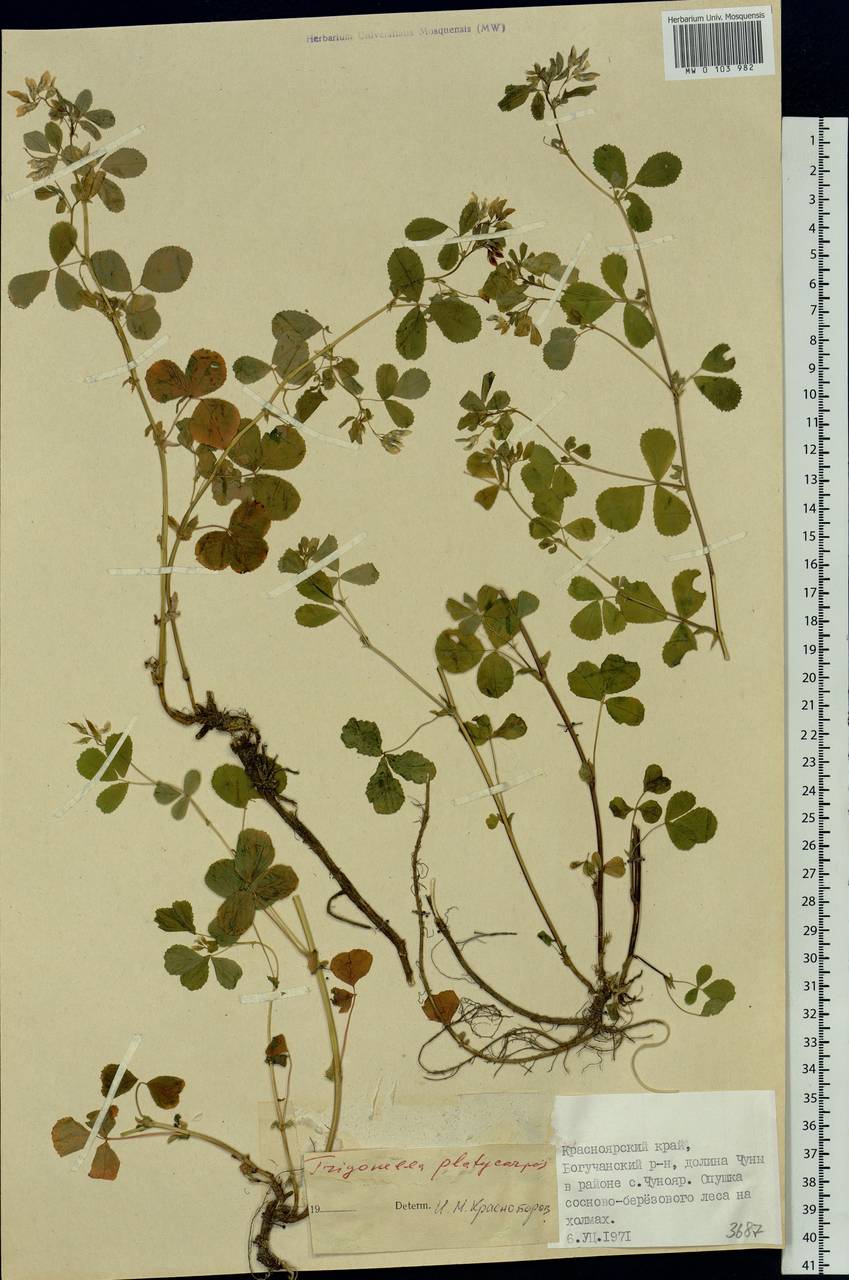Medicago platycarpos (L.) Trautv., Siberia, Central Siberia (S3) (Russia)