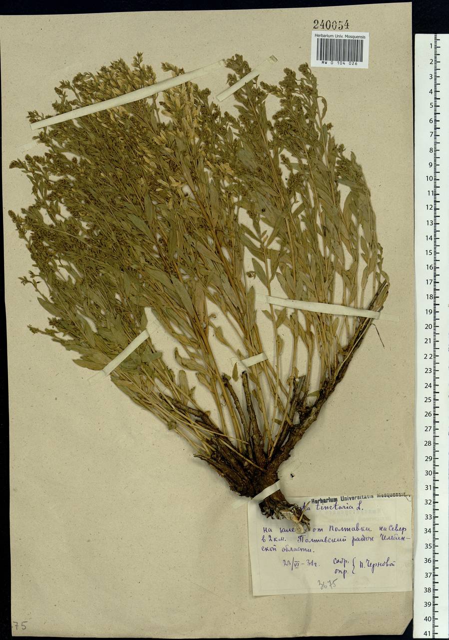 Genista tinctoria L., Eastern Europe, Eastern region (E10) (Russia)