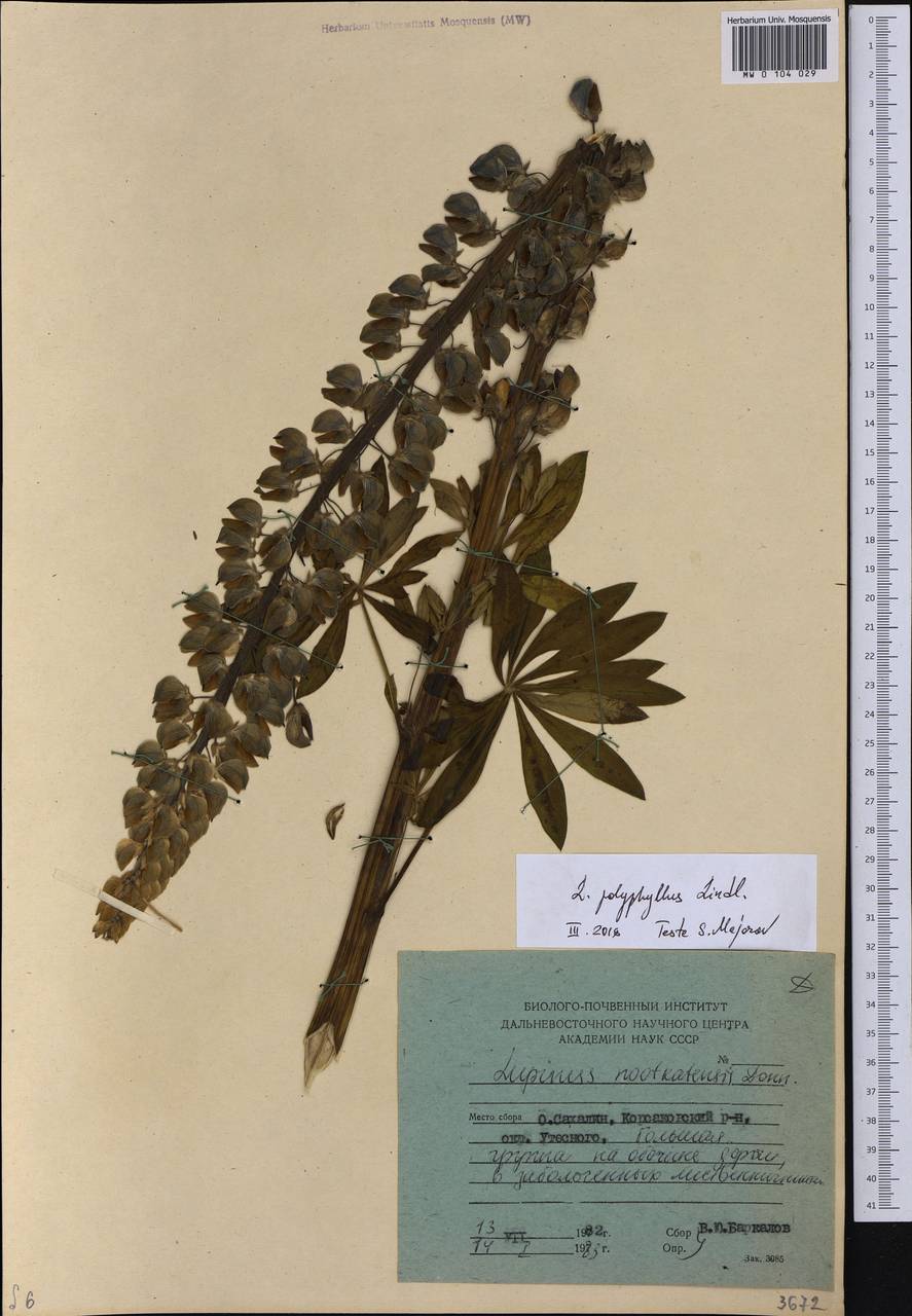 Lupinus polyphyllus Lindl., Siberia, Russian Far East (S6) (Russia)