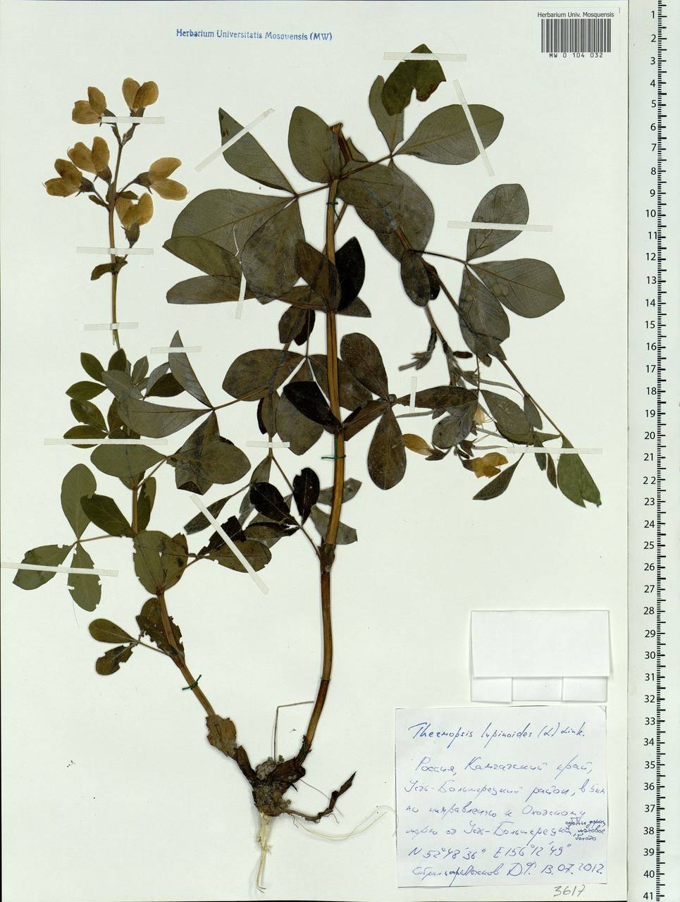 Thermopsis lanceolata R.Br., Siberia, Chukotka & Kamchatka (S7) (Russia)