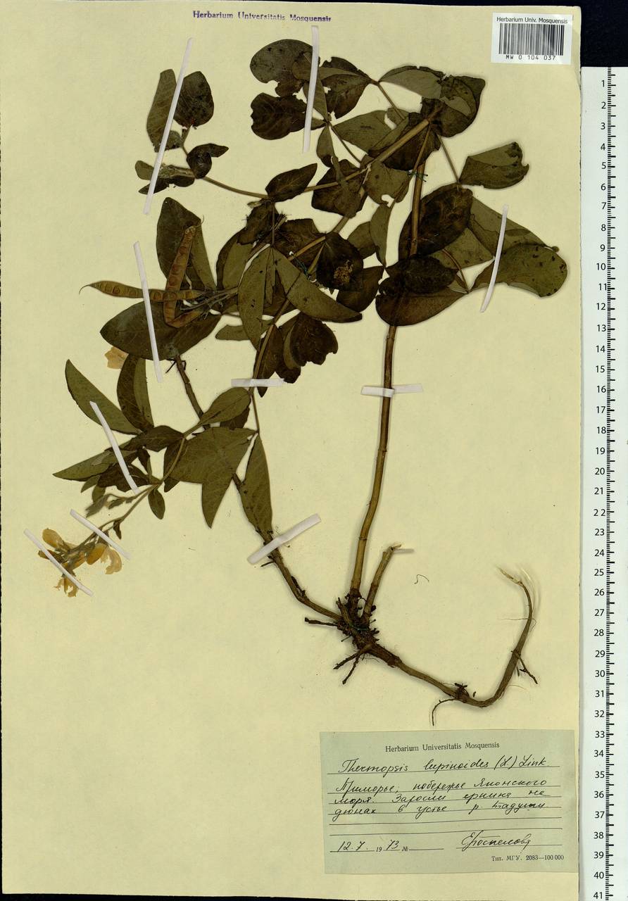 Thermopsis lanceolata R.Br., Siberia, Russian Far East (S6) (Russia)