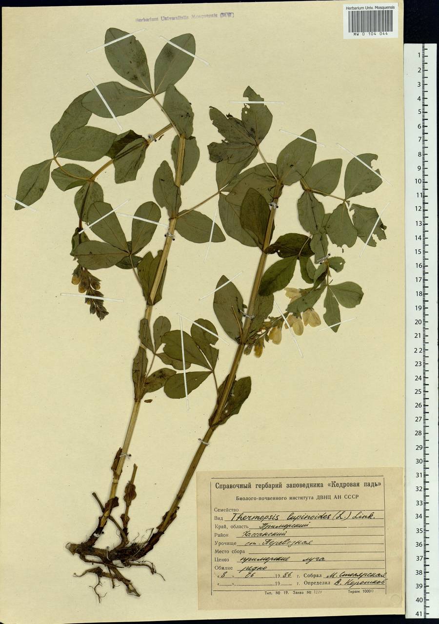 Thermopsis lanceolata R.Br., Siberia, Russian Far East (S6) (Russia)