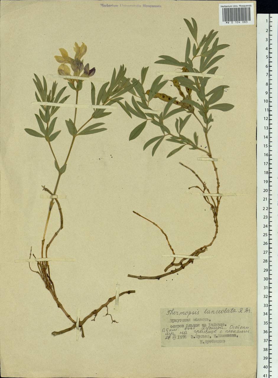Thermopsis lanceolata R.Br., Siberia, Baikal & Transbaikal region (S4) (Russia)