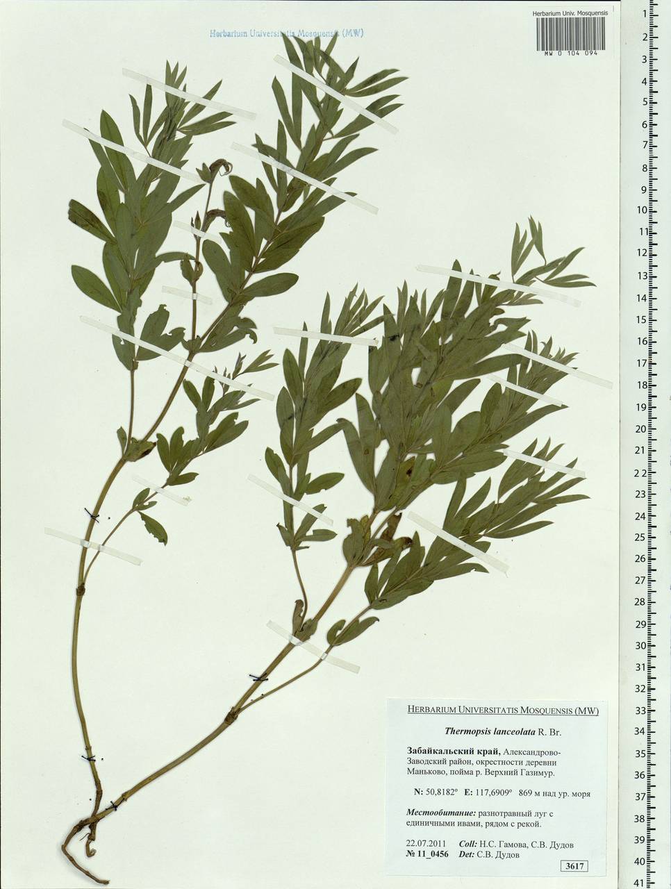 Thermopsis lanceolata R.Br., Siberia, Baikal & Transbaikal region (S4) (Russia)
