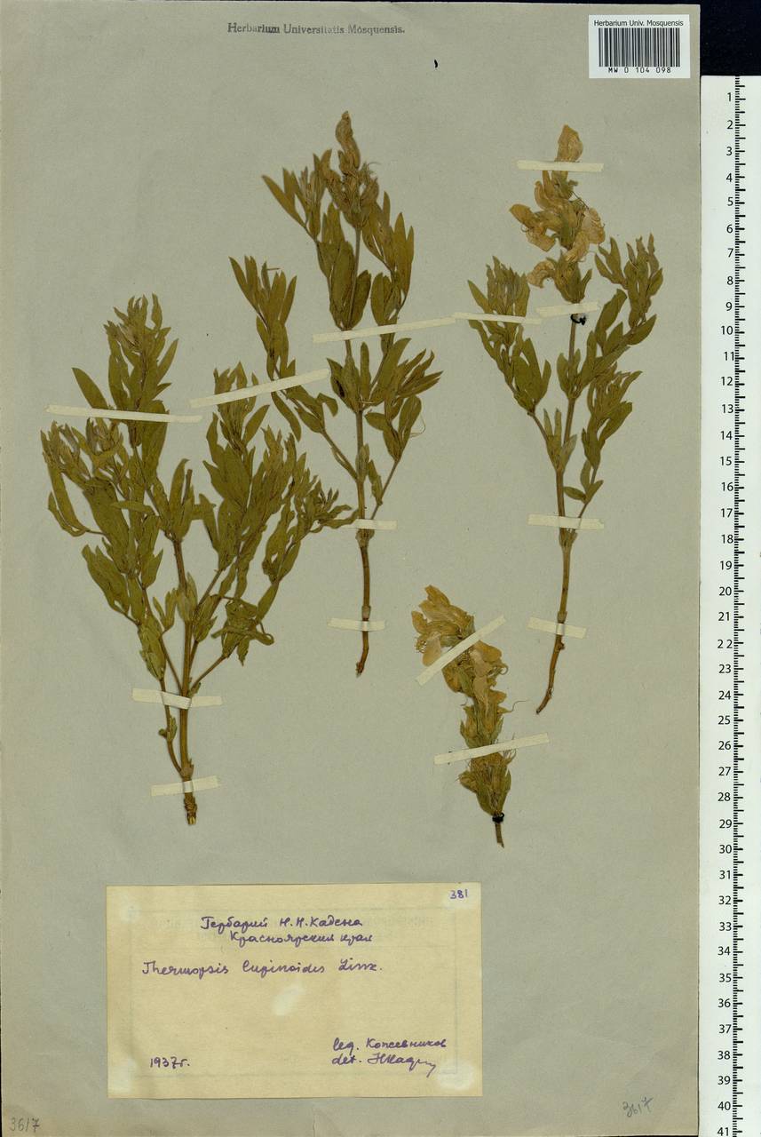 Thermopsis lanceolata R.Br., Siberia, Central Siberia (S3) (Russia)