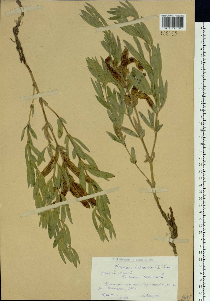 Thermopsis lanceolata R.Br., Siberia, Western (Kazakhstan) Altai Mountains (S2a) (Kazakhstan)