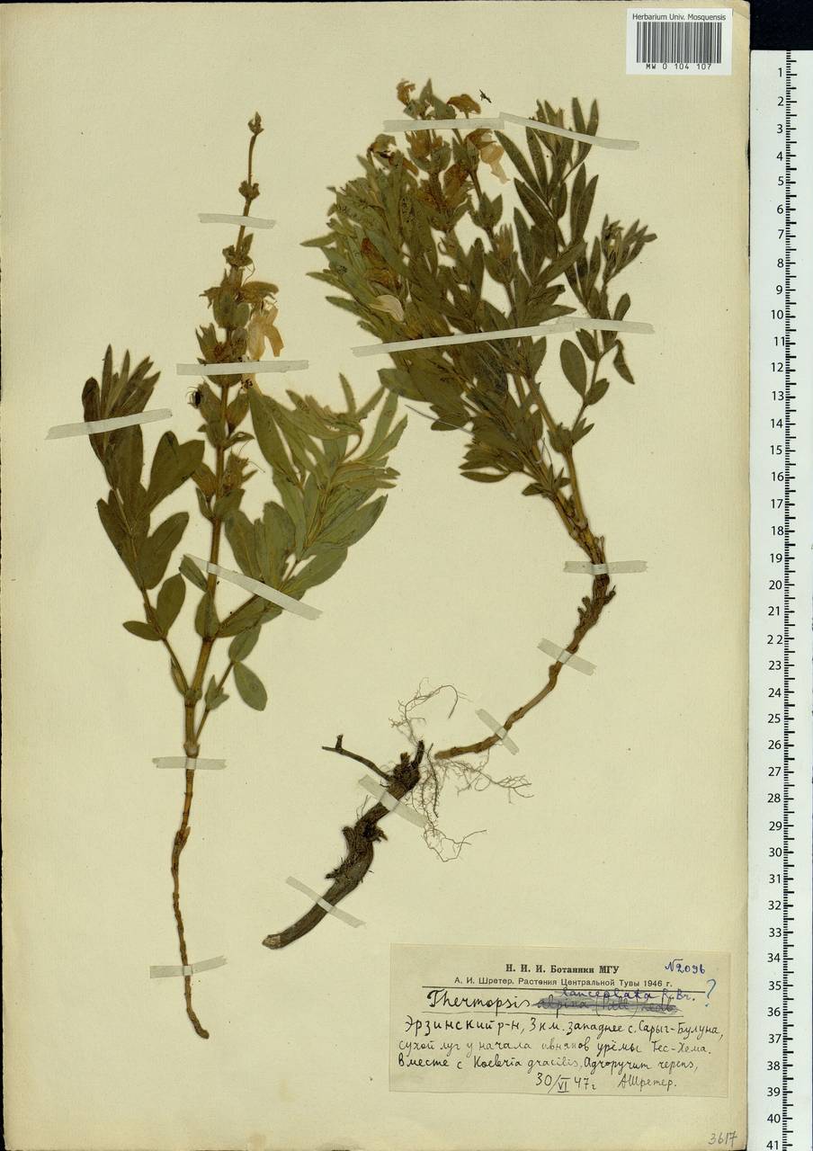 Thermopsis lanceolata R.Br., Siberia, Altai & Sayany Mountains (S2) (Russia)