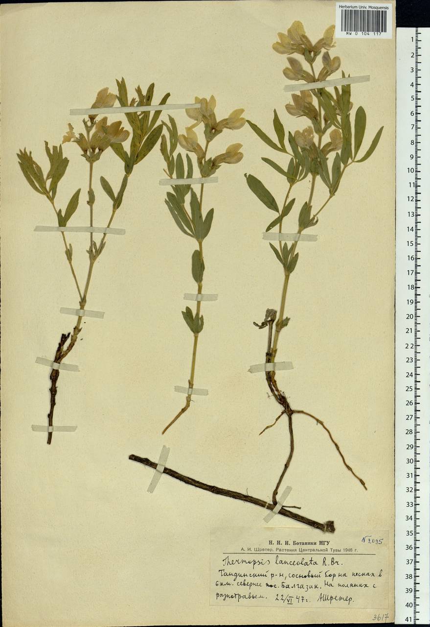 Thermopsis lanceolata R.Br., Siberia, Altai & Sayany Mountains (S2) (Russia)