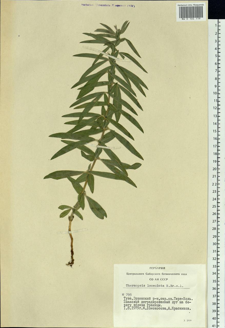 Thermopsis lanceolata R.Br., Siberia, Altai & Sayany Mountains (S2) (Russia)