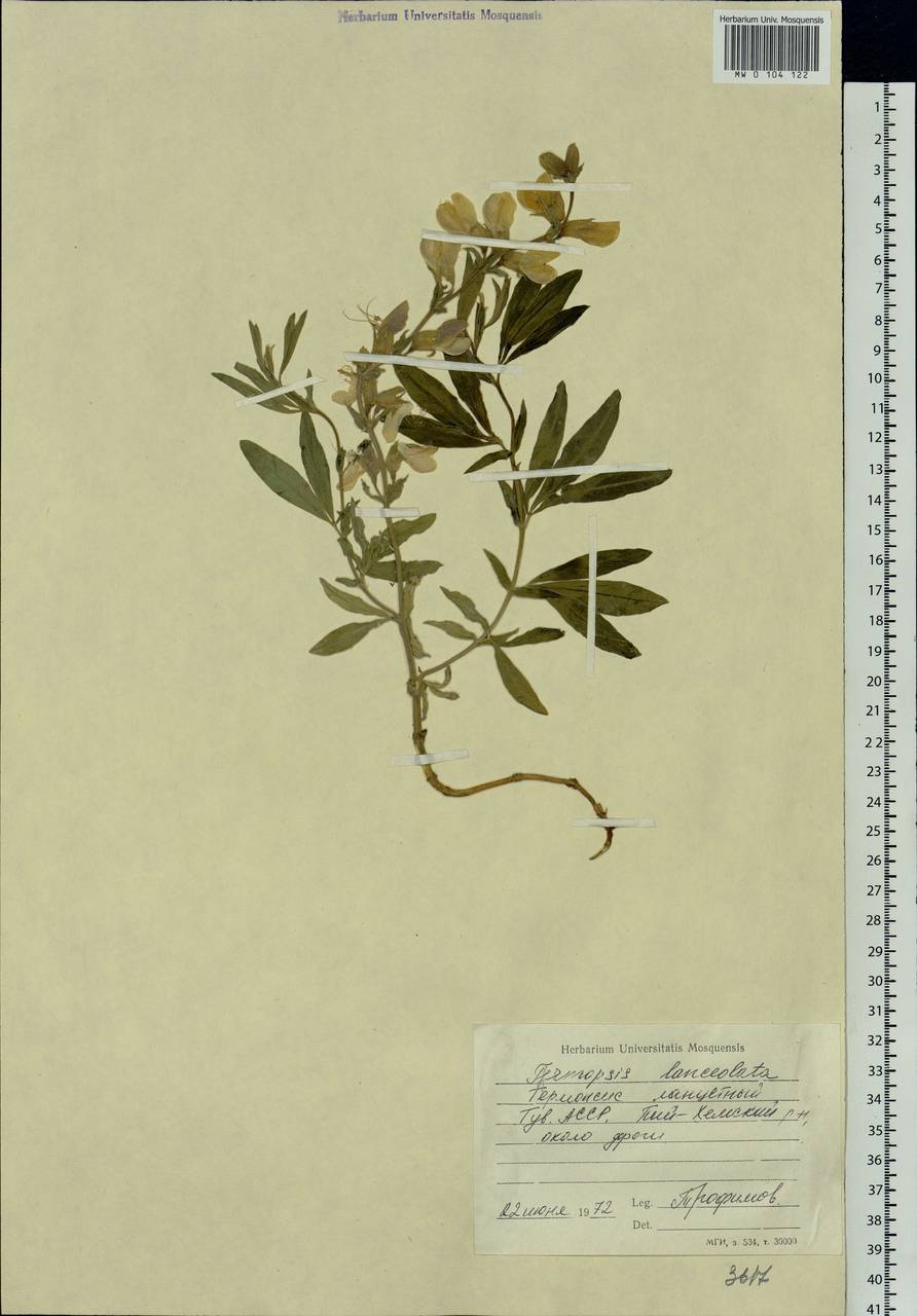 Thermopsis lanceolata R.Br., Siberia, Altai & Sayany Mountains (S2) (Russia)