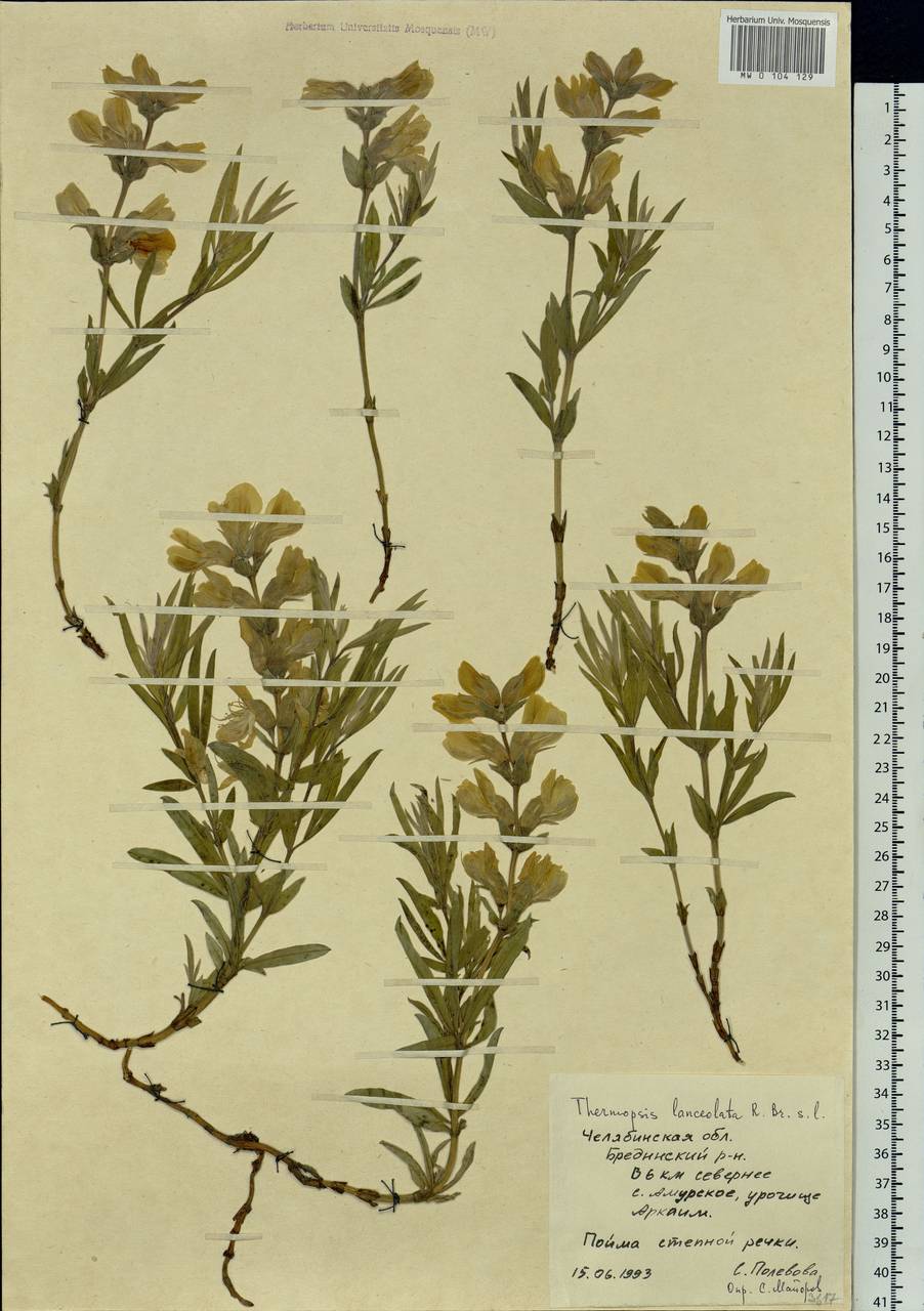 Thermopsis lanceolata R.Br., Eastern Europe, Eastern region (E10) (Russia)