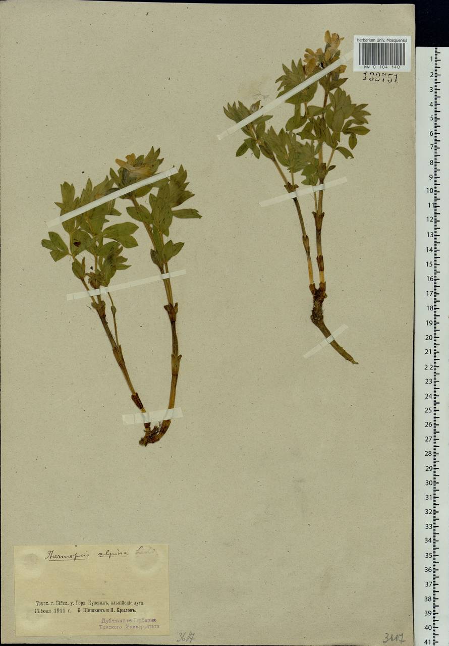 Thermopsis alpina (Pall.)Ledeb., Siberia, Altai & Sayany Mountains (S2) (Russia)