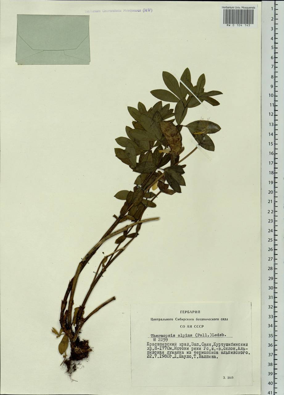 Thermopsis alpina (Pall.)Ledeb., Siberia, Altai & Sayany Mountains (S2) (Russia)