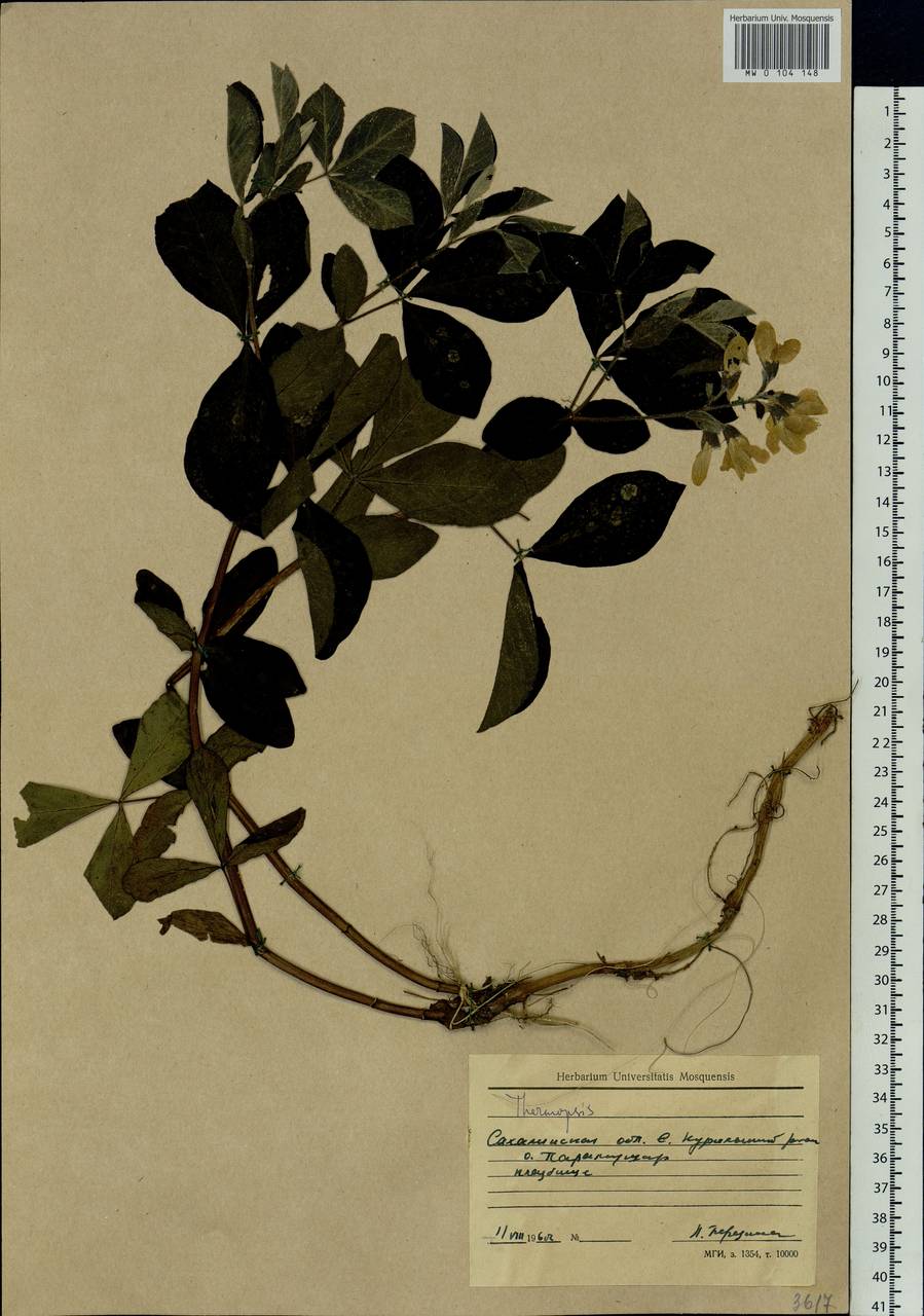 Thermopsis, Siberia, Russian Far East (S6) (Russia)