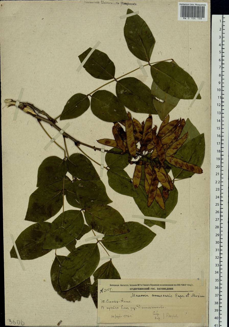 Maackia amurensis Rupr., Siberia, Russian Far East (S6) (Russia)
